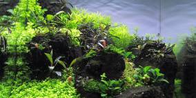 Green between - Flowgrow Aquascape/Aquarien-Datenbank