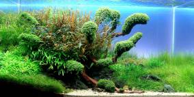 - Green Breath - - Flowgrow Aquascape/Aquarien-Datenbank