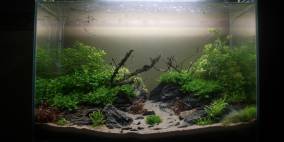 Green Hornet - Flowgrow Aquascape/Aquarien-Datenbank