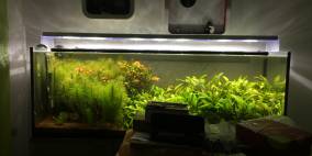 Green Kitchen - Flowgrow Aquascape/Aquarien-Datenbank