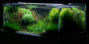 green&red - Flowgrow Aquascape/Aquarien-Datenbank