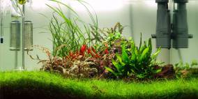 Green Sea - Flowgrow Aquascape/Aquarien-Datenbank