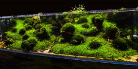 Green Sister´s - Flowgrow Aquascape/Aquarien-Datenbank