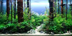 Green Theory - Flowgrow Aquascape/Aquarien-Datenbank