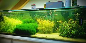 Green way - Flowgrow Aquascape/Aquarien-Datenbank