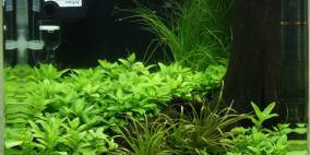 Green Wood - Flowgrow Aquascape/Aquarien-Datenbank