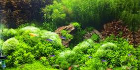 Greengarden - Flowgrow Aquascape/Aquarien-Datenbank