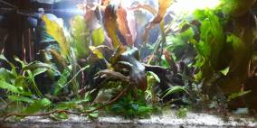 Greenland 180 - Flowgrow Aquascape/Aquarien-Datenbank