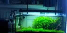 Grüne Oase - Flowgrow Aquascape/Aquarien-Datenbank