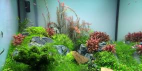 Grünes fürs Wohnzimmer - Flowgrow Aquascape/Aquarien-Datenbank