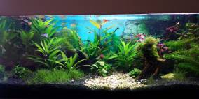 Guppybecken - Flowgrow Aquascape/Aquarien-Datenbank