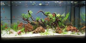 Hard Rock - Flowgrow Aquascape/Aquarien-Datenbank