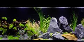 Hard Rock Heaven - Flowgrow Aquascape/Aquarien-Datenbank