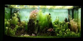 Hauptbecken Asien - Flowgrow Aquascape/Aquarien-Datenbank