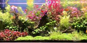 Hauptsache Farbe - Flowgrow Aquascape/Aquarien-Datenbank