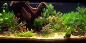 Hendos Green Wood - Flowgrow Aquascape/Aquarien-Datenbank