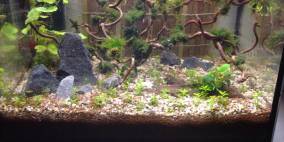 Herbert unterm Baum - Flowgrow Aquascape/Aquarien-Datenbank