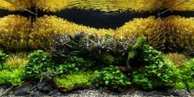 Hidden Places - Flowgrow Aquascape/Aquarien-Datenbank