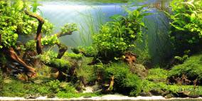 Alle Aquascapes / Aquarien - Flowgrow Aquascape/Aquarien-Datenbank