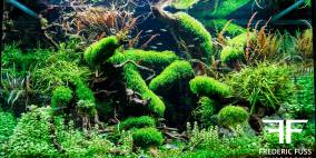 Hide&Seek - Flowgrow Aquascape/Aquarien-Datenbank