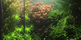 high ascending - Flowgrow Aquascape/Aquarien-Datenbank