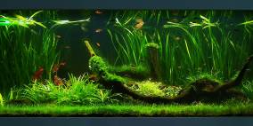 Holiday - Flowgrow Aquascape/Aquarien-Datenbank