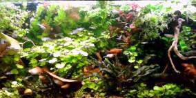 Holland Becken - Flowgrow Aquascape/Aquarien-Datenbank