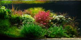 Hortus - Flowgrow Aquascape/Aquarien-Datenbank