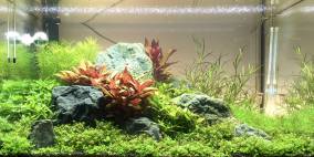 Ignem veni mittere - Flowgrow Aquascape/Aquarien-Datenbank