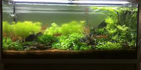 Im Steinicht - Flowgrow Aquascape/Aquarien-Datenbank