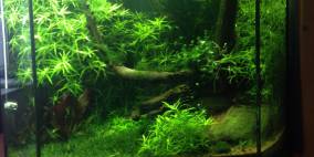 in the jungle - Flowgrow Aquascape/Aquarien-Datenbank