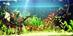 In the natural water - Flowgrow Aquascape/Aquarien-Datenbank