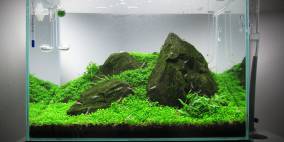 Iwagumi im GlasGarten Mini M - Flowgrow Aquascape/Aquarien-Datenbank