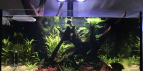 JNG V2 - Flowgrow Aquascape/Aquarien-Datenbank