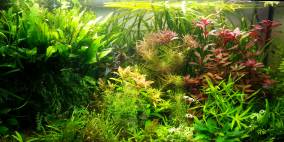  - Flowgrow Aquascape/Aquarien-Datenbank