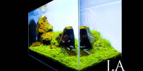 Just Add Water - Flowgrow Aquascape/Aquarien-Datenbank