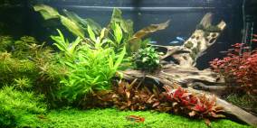 Juwel RIO 125L - Flowgrow Aquascape/Aquarien-Datenbank