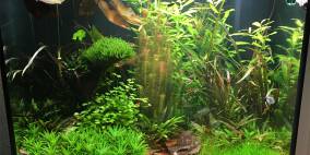 KaDreamLand - Flowgrow Aquascape/Aquarien-Datenbank