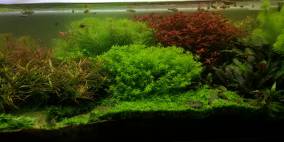 Kellerbecken - Flowgrow Aquascape/Aquarien-Datenbank