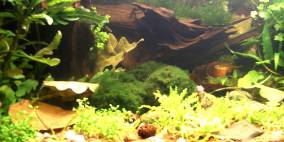 Killi-Becken - Flowgrow Aquascape/Aquarien-Datenbank
