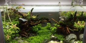 Kleiner Traum - Flowgrow Aquascape/Aquarien-Datenbank