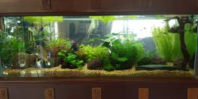 Koh Samui - Natural - Flowgrow Aquascape/Aquarien-Datenbank