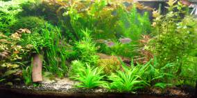 Kongamaz - Flowgrow Aquascape/Aquarien-Datenbank