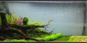 Kuredu Island - Flowgrow Aquascape/Aquarien-Datenbank