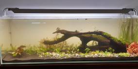 L'Arche - Flowgrow Aquascape/Aquarien-Datenbank