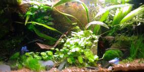 Labyrinthfisch - Becken - Flowgrow Aquascape/Aquarien-Datenbank