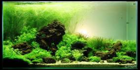 Ladigesia Mountains - Flowgrow Aquascape/Aquarien-Datenbank