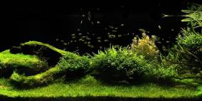 let`s go to the meadow - Flowgrow Aquascape/Aquarien-Datenbank