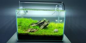 Little Big Planet - Flowgrow Aquascape/Aquarien-Datenbank