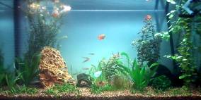 Little Maya Bay - Flowgrow Aquascape/Aquarien-Datenbank